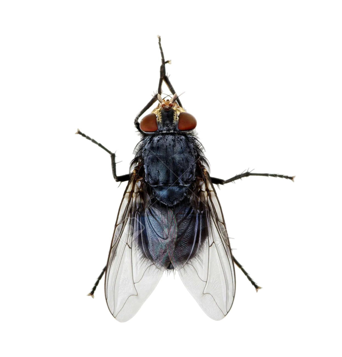 Flybye - deterrent for Bush-flies and March-flies