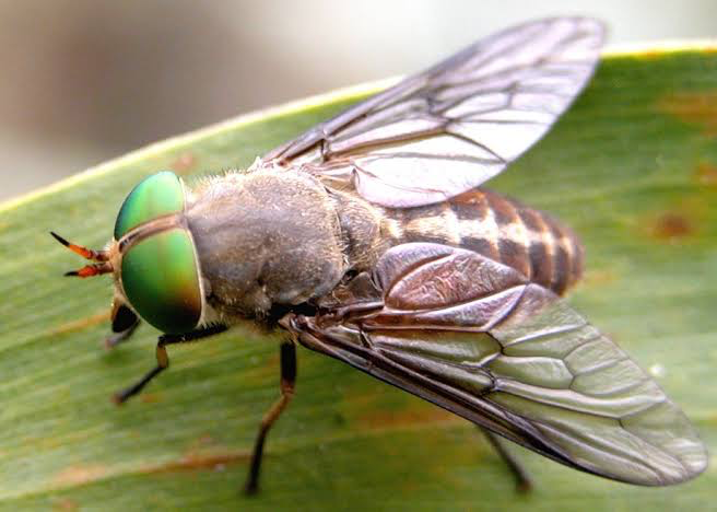 Close-up of a Marchfly on a leaf