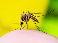 BuzzBalm 30g - natural insect bite remedy