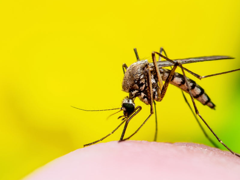 Insect Stuff