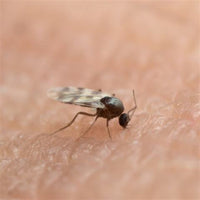 Sandflybye - Deterrent for Sandflies and Midgies