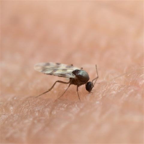 Sandflybye - Deterrent for Sandflies and Midgies