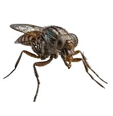 Sandflybye - Deterrent for Sandflies and Midgies